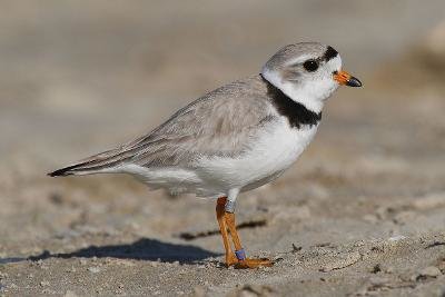 Piping plovers made a successful nesting comeback last year. Another successful nesting year is anticipated.